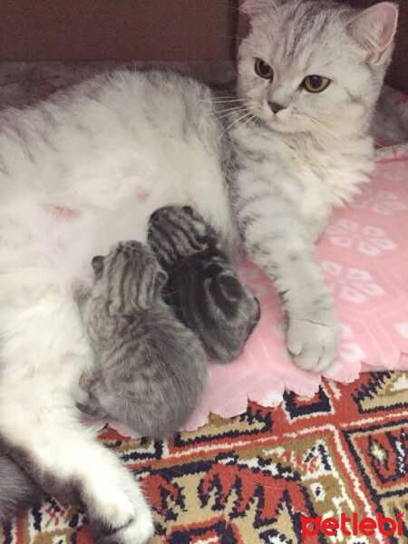 Scottish Fold, Kedi  Mia fotoğrafı