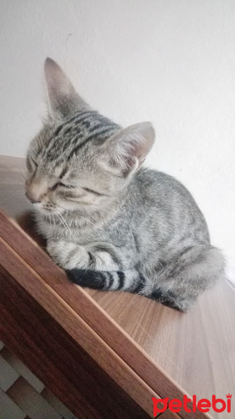 Tekir Kedi, Kedi  Patades fotoğrafı