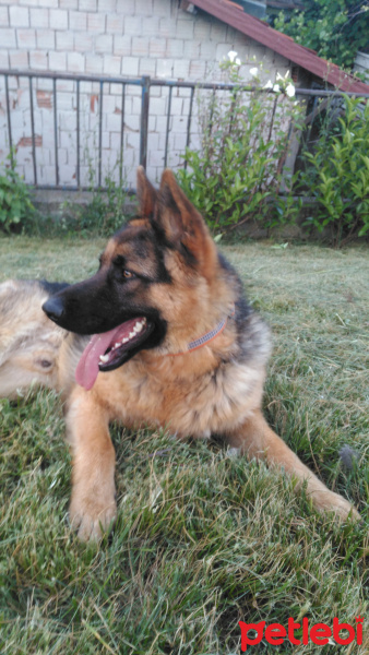 Alman Çoban Köpeği, Köpek  Paşa fotoğrafı