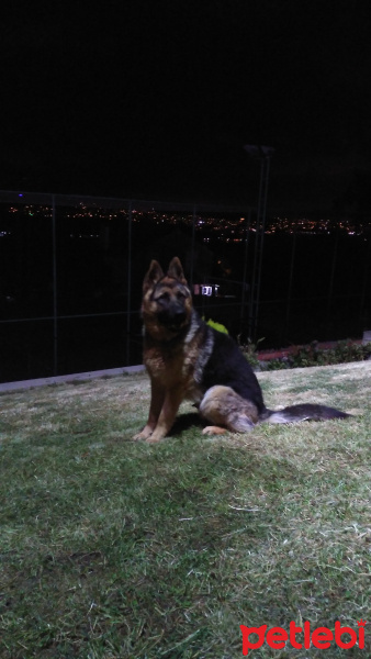 Alman Çoban Köpeği, Köpek  Paşa fotoğrafı