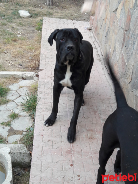 Cane Corso Italiano, Köpek  Çarli fotoğrafı