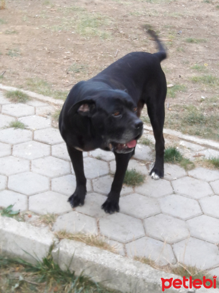 Cane Corso Italiano, Köpek  Çarli fotoğrafı