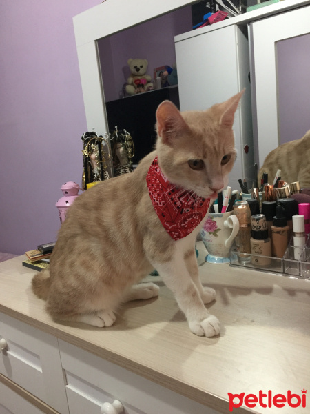 Tekir Kedi, Kedi  Ponçik fotoğrafı