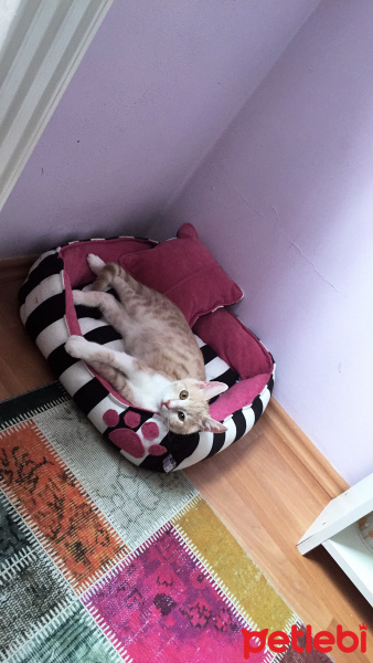 Tekir Kedi, Kedi  Ponçik fotoğrafı