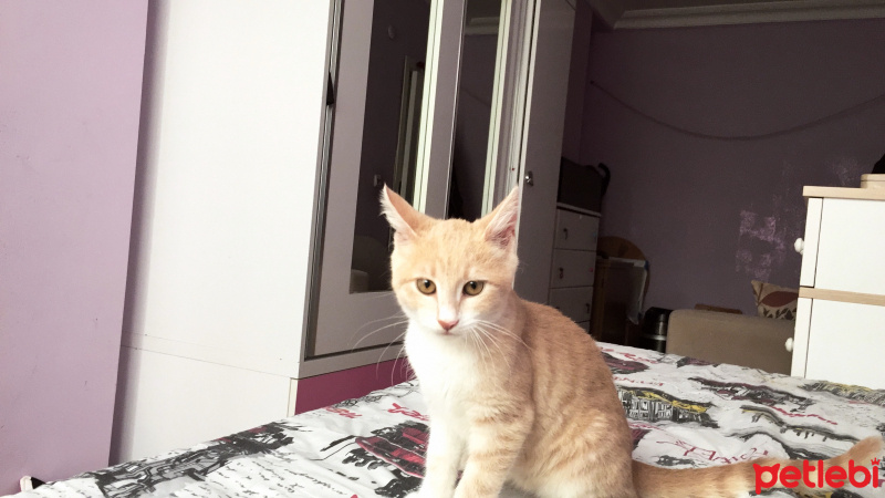 Tekir Kedi, Kedi  Ponçik fotoğrafı