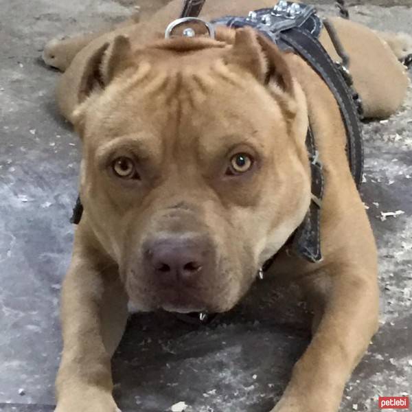 Amerikan Pitbull Terrier, Köpek  Chucky fotoğrafı