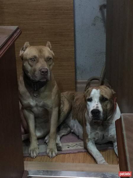 Amerikan Pitbull Terrier, Köpek  Chucky fotoğrafı