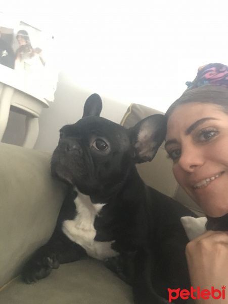 Fransız Bulldog, Köpek  Sheba Ateş fotoğrafı
