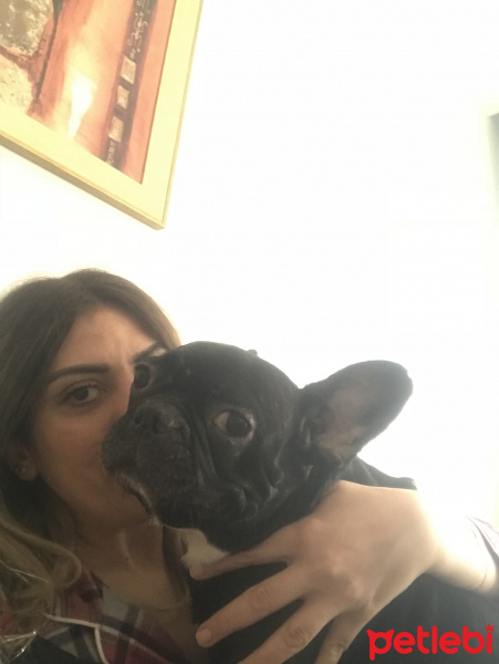 Fransız Bulldog, Köpek  Sheba Ateş fotoğrafı