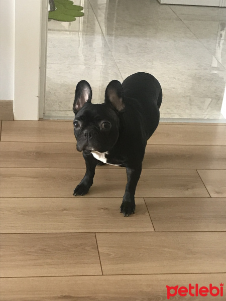 Fransız Bulldog, Köpek  Sheba Ateş fotoğrafı