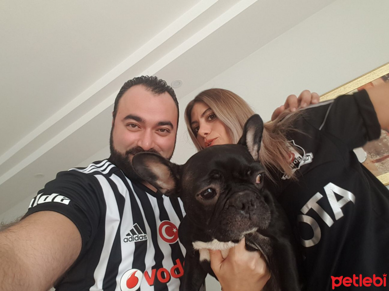 Fransız Bulldog, Köpek  Sheba Ateş fotoğrafı