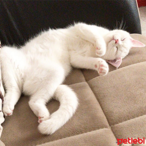 British Shorthair, Kedi  Papatya fotoğrafı