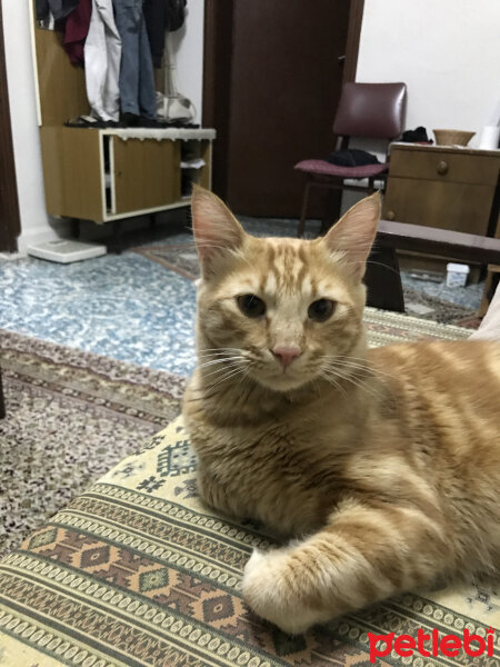 Sarman, Kedi  Paşa fotoğrafı