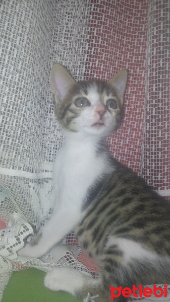 Tekir Kedi, Kedi  Kontes fotoğrafı