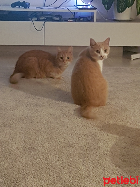 Sarman, Kedi  Mayki ve jayjay fotoğrafı