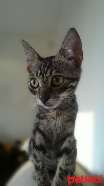 Tekir Kedi, Kedi  Odi fotoğrafı