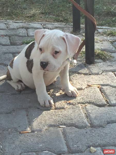 Amerikan Pitbull Terrier, Köpek  Dojo fotoğrafı