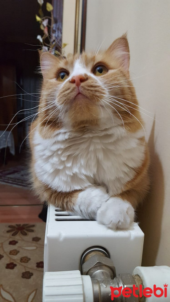 Tekir Kedi, Kedi  Kimyon fotoğrafı