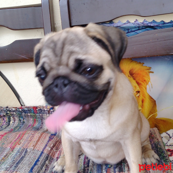Pug, Köpek  Oskar pug 0 numara fotoğrafı