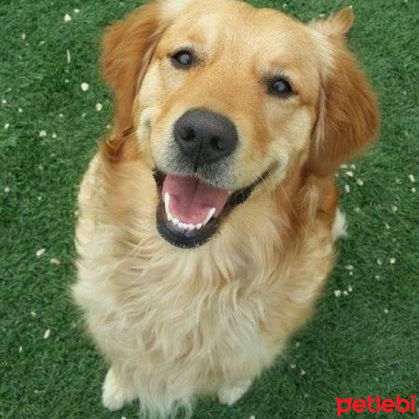 Golden Retriever, Köpek  LİKÖR fotoğrafı