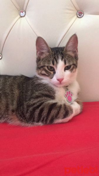 Tekir Kedi, Kedi  Piksel fotoğrafı