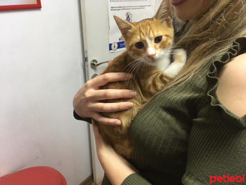 Sarman, Kedi  ponçik fotoğrafı