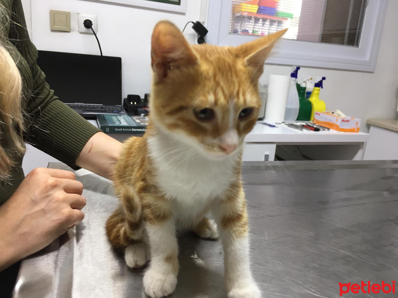 Sarman, Kedi  ponçik fotoğrafı