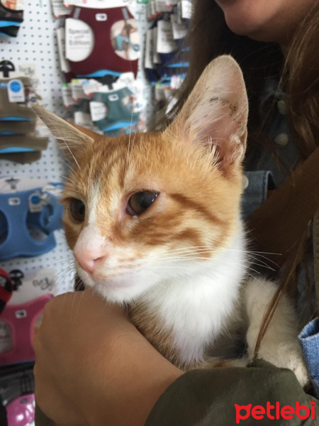 Sarman, Kedi  ponçik fotoğrafı