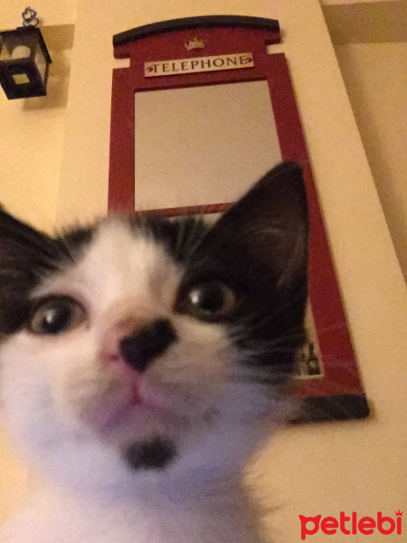 Tuxedo (Smokin) Kedi, Kedi  Scarlett fotoğrafı