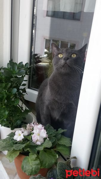 Mavi Rus, Kedi  Mia fotoğrafı