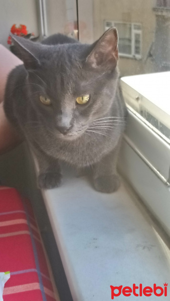 Mavi Rus, Kedi  Mia fotoğrafı
