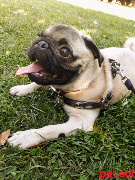 Pug, Köpek  Boyka fotoğrafı