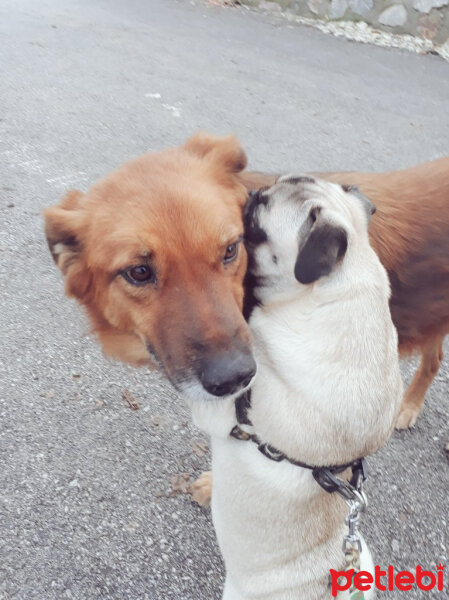 Pug, Köpek  Boyka fotoğrafı