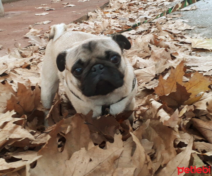 Pug, Köpek  Boyka fotoğrafı