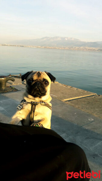 Pug, Köpek  Boyka fotoğrafı