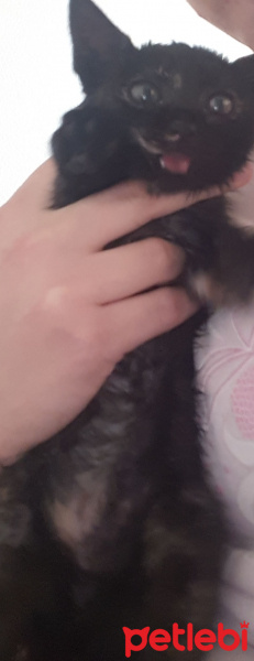 Tekir Kedi, Kedi  Zeytin fotoğrafı