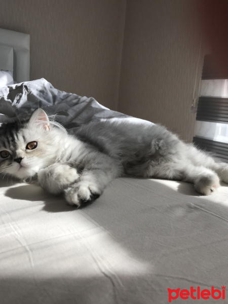 Chinchilla, Kedi  Gofret fotoğrafı