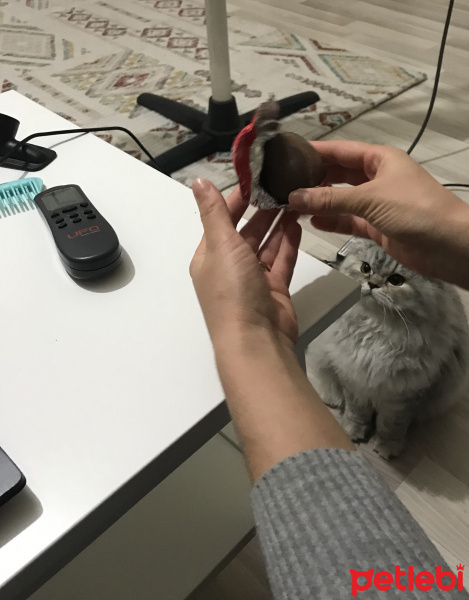 Chinchilla, Kedi  Gofret fotoğrafı
