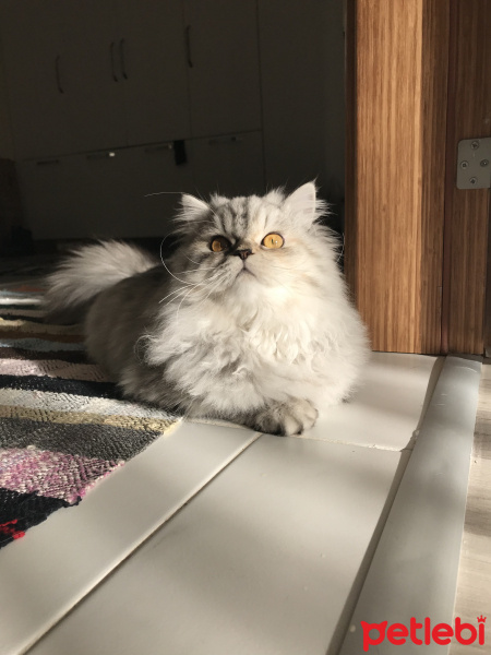 Chinchilla, Kedi  Gofret fotoğrafı