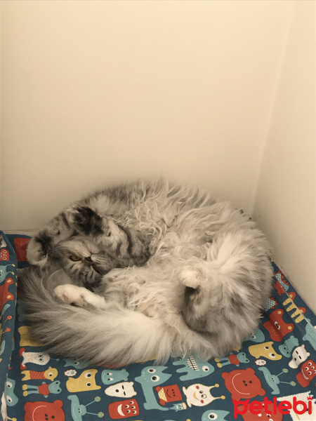 Chinchilla, Kedi  Gofret fotoğrafı