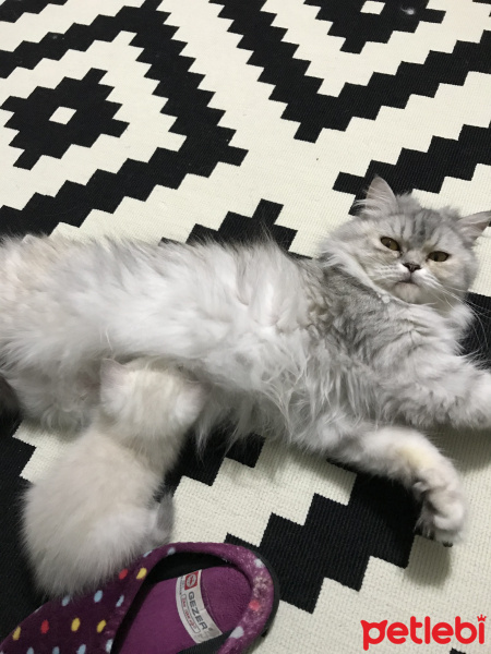 Chinchilla, Kedi  Gofret fotoğrafı