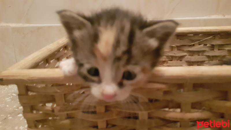 Scottish Fold, Kedi  Daha adını koymadık:) 4 YAVRU!!!!!!!! fotoğrafı