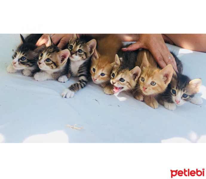 Tekir Kedi, Kedi  Yedi cuceler fotoğrafı