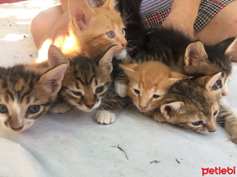 Tekir Kedi, Kedi  Yedi cuceler fotoğrafı