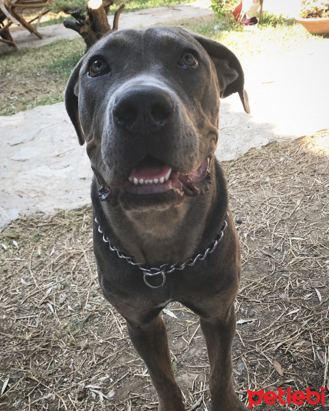 Cane Corso Italiano, Köpek  Martell fotoğrafı