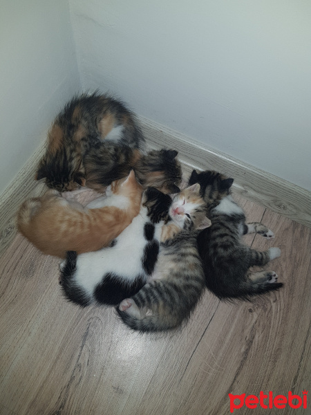 Tekir Kedi, Kedi  Minnoslar fotoğrafı