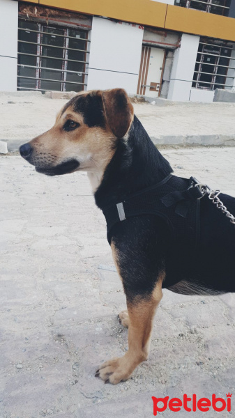 Jack Russell Terrier, Köpek  Lili fotoğrafı