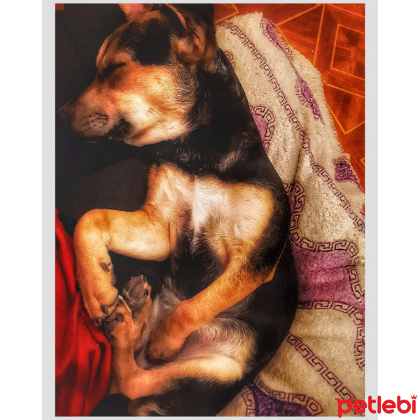 Jack Russell Terrier, Köpek  Lili fotoğrafı