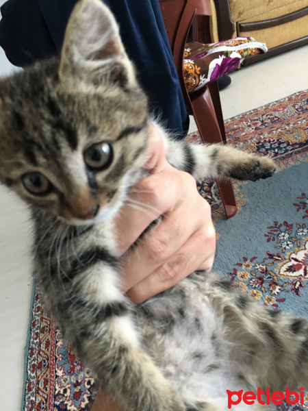 Siyam Kedisi, Kedi  Miyavsu fotoğrafı
