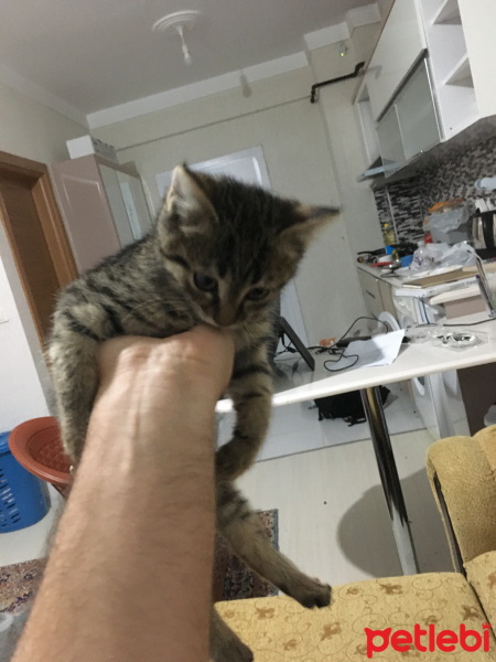 Siyam Kedisi, Kedi  Miyavsu fotoğrafı